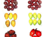 100L CHITOSAN - BẢO QUẢN TRÁI CÂY Trái Cây Xuất Khẩu --> Nông Sản Organic